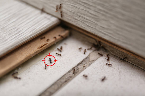 Best Local Pest Control Services  in Pelahatchie, MS