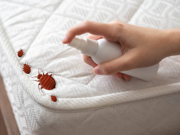Flea Control Services in Pelahatchie, MS